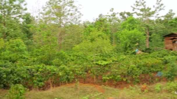 Lao dörfliches Leben rund um Kaffee gepflanzt bolaven Plateau — Stockvideo
