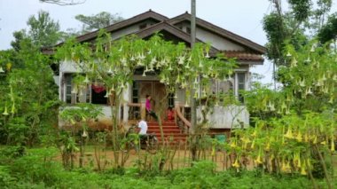 Orkide çiçekli köy evi