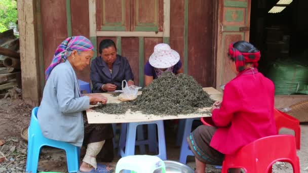 Работницы чая — стоковое видео