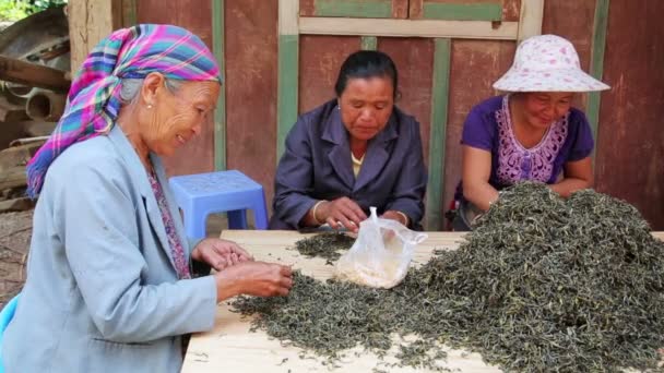 女人茶工人 — 图库视频影像