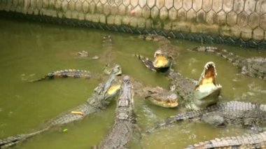 Turist insanların beslenme hayvan