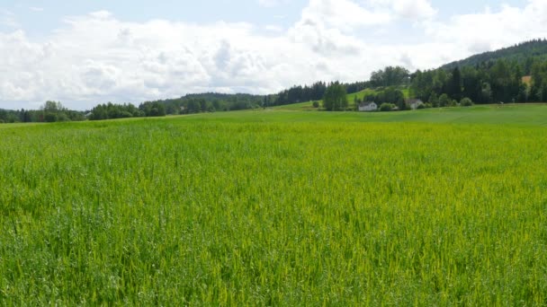 Νορβηγική αγρόκτημα πράσινο τοπίο — Αρχείο Βίντεο