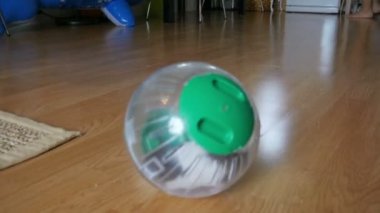 Hamster pet plastik top