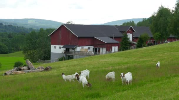 Goats and sheep herd — Stock Video