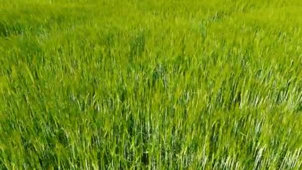 Paysage agricole vert norvégien 