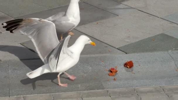 Mouettes mangeant du gâteau — Video