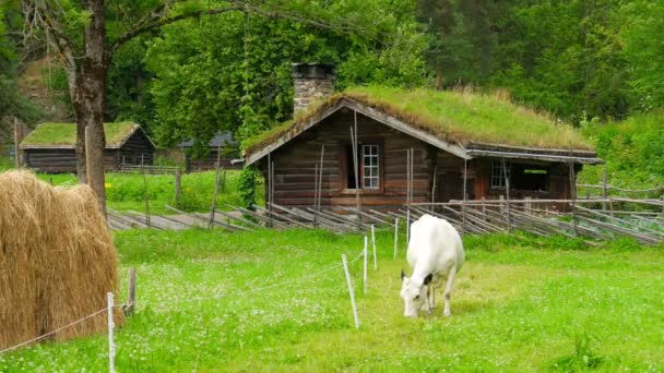 Hodowla zwierząt w wiosce norwagian — Wideo stockowe