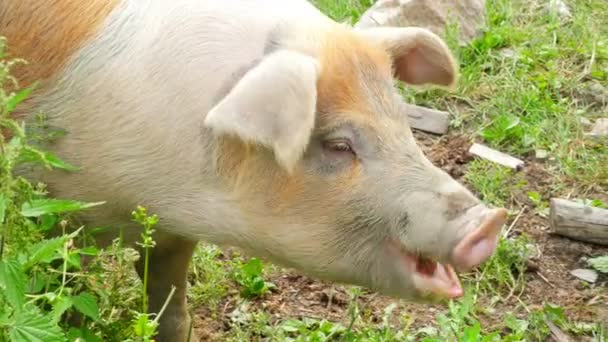 Cerdos pastando hierba — Vídeo de stock