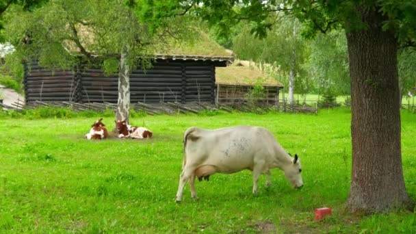 Animal husbandry in norwagian village — Stock Video