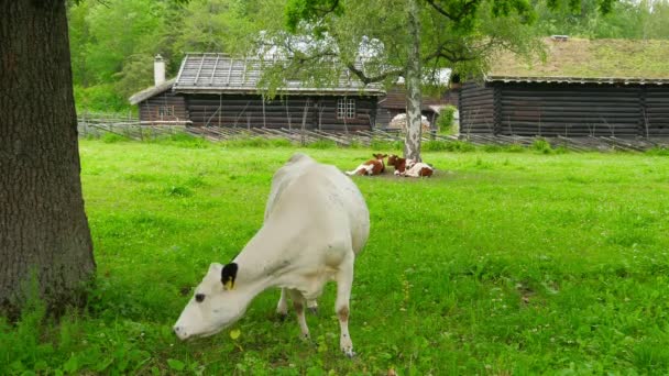 Hodowla zwierząt w wiosce norwagian — Wideo stockowe