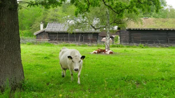 Djurhållning i norwagian by — Stockvideo