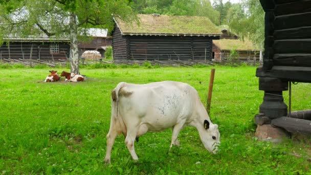 畜牧业在围捕村 — 图库视频影像