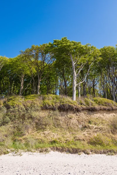 Coastal forest on the Baltic Sea coast — Stock Photo, Image