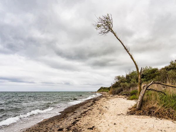 Дерево на побережье Балтийского моря — стоковое фото