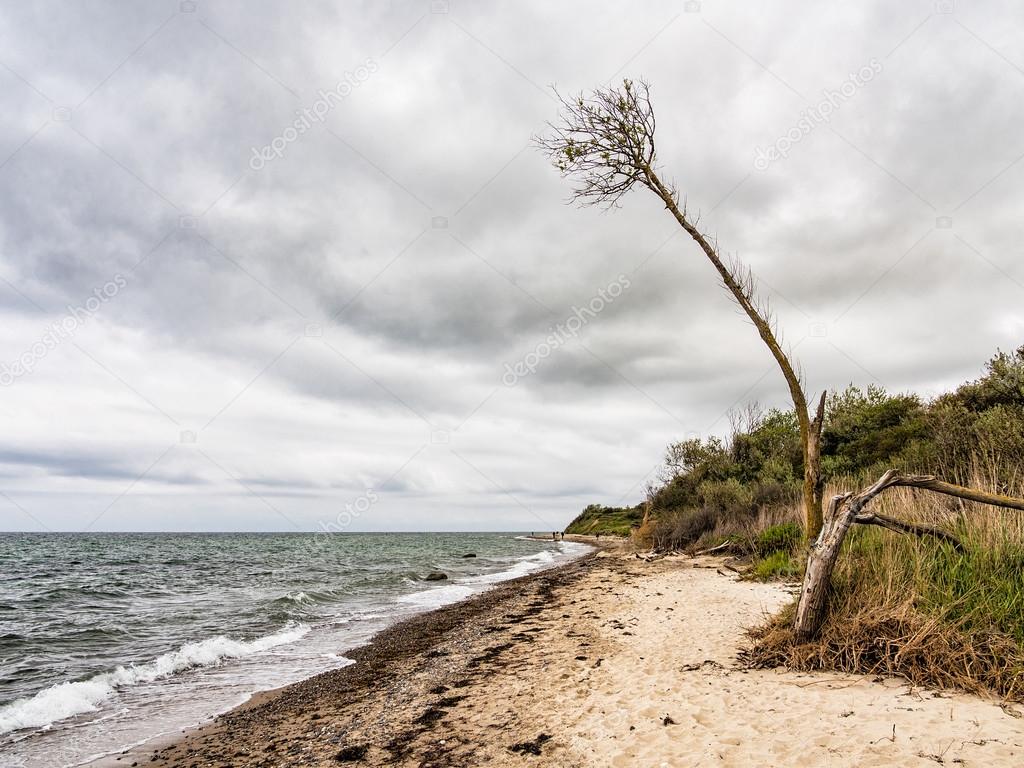 Tree on the Baltic Sea coast