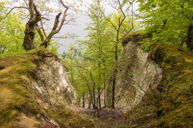 Ada şikayetler kıyı orman