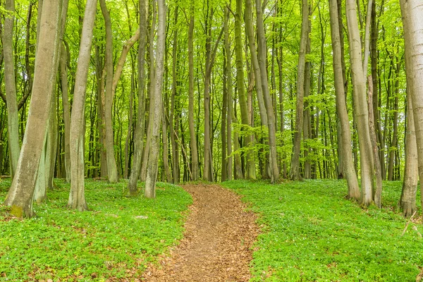 Coastal forest on the island Ruegen — Stock Photo, Image