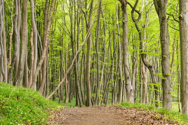 Coastal forest on the island Ruegen — Stock Photo, Image