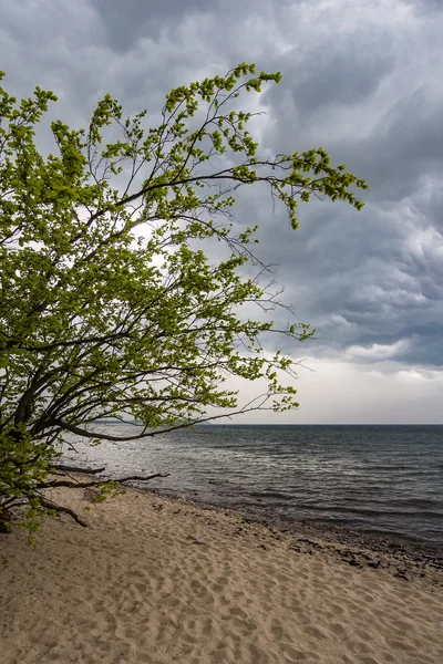 Strom na břehu Baltského moře — Stock fotografie