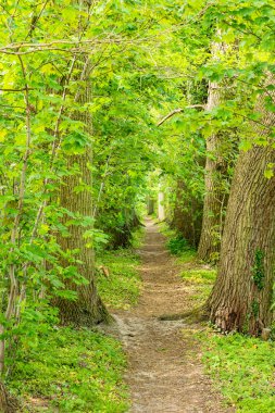 Yeşil ormandaki küçük bir yol