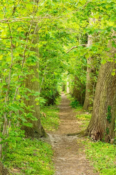 A small path in the green forest — Stock Photo, Image