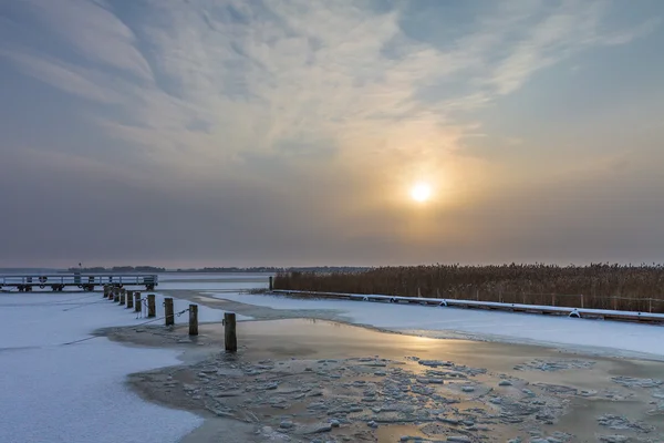 Inverno em um lago com juncos — Fotografia de Stock