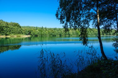 Ağaçları ile gölde manzara