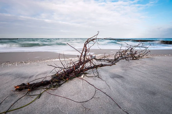 Treibholz Einem Stürmischen Tag Der Ostsee — Stockfoto