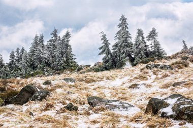 Almanya 'nın Harz bölgesindeki ağaçların manzarası.