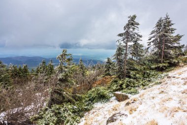 Almanya 'nın Harz bölgesindeki ağaçların manzarası.