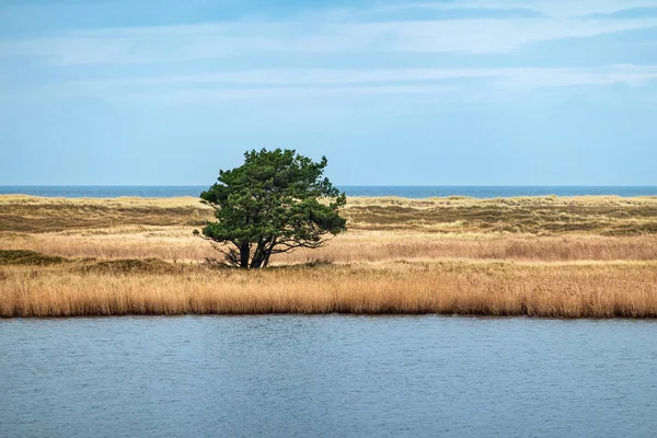 Baltık Denizi kıyısındaki sazlıklarda bir ağaç.