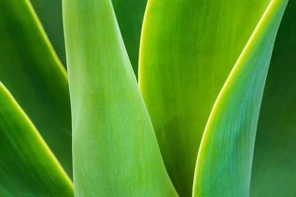 Detail Van Een Groene Plant Madeira Portugal — Stockfoto