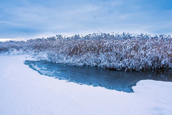 Cañas Río Warnow Invierno Rostock Alemania — Foto de Stock