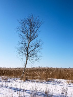 Almanya 'nın Wieck kentinde Bodden sahilinde bir ağaç.