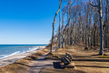 Nienhagen, Almanya'da Baltık Denizi kıyısında kıyı orman.