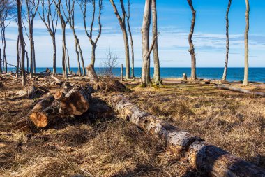 Nienhagen, Almanya'da Baltık Denizi kıyısında kıyı orman.