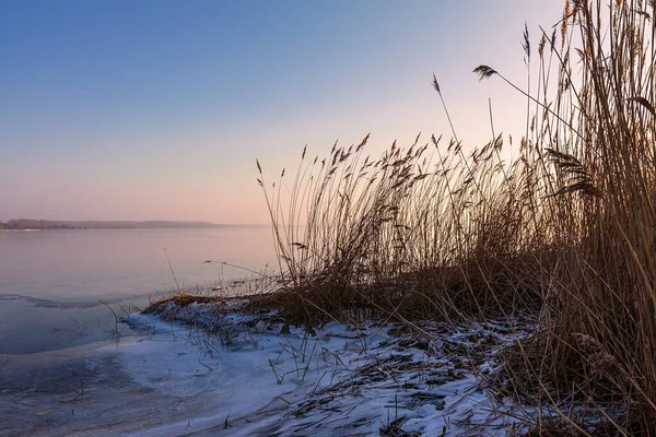 Reed Costa Lago Salzhaff Rerik Alemanha — Fotografia de Stock