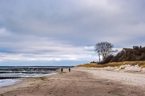 Ahrenshoop, Almanya 'da Baltık Denizi kıyısındaki Groynes, ağaç ve kum tepesi.
