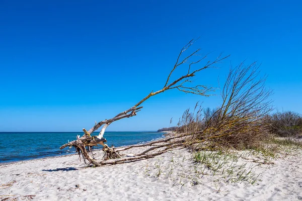 Tree Trunk Baltic Sea Coast Island Poel Germany — Stock Photo, Image