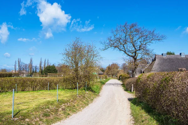 Strada Con Alberi Edifici Ahrenshoop Germania — Foto Stock