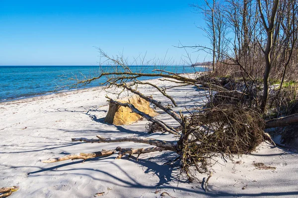 Tree Trunk Baltic Sea Coast Island Poel Germany — Stock Photo, Image