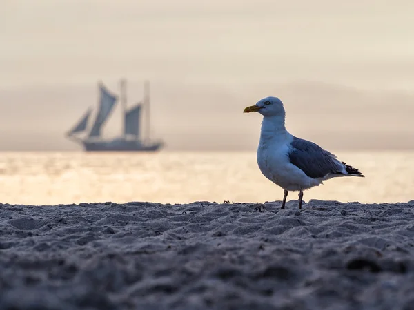 Seagull and Windjammer — Stock Photo, Image