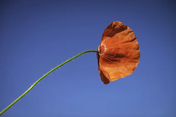 Poppy — Stock Photo, Image