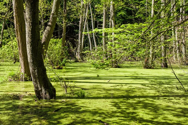 Lago en un bosque — Foto de Stock