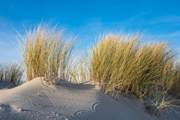 Duin op de Baltische Zee — Stockfoto