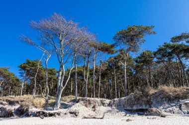 Baltık Denizi kıyı orman