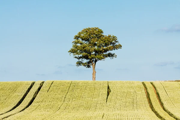 Tree on a field — Stock Photo, Image