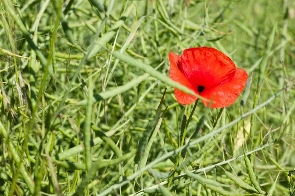 Poppy in canola field — Stock Photo, Image