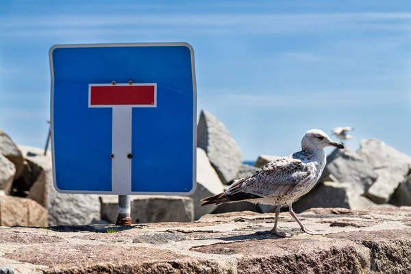 Gaivota do mar e sinal de trânsito — Fotografia de Stock