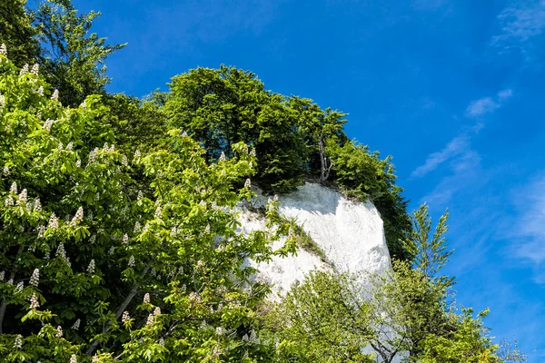 Křídové útesy na pobřeží Baltského moře — Stock fotografie